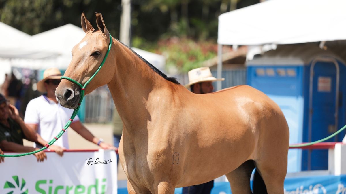 Kaila da Bela Vista na pista da exposição