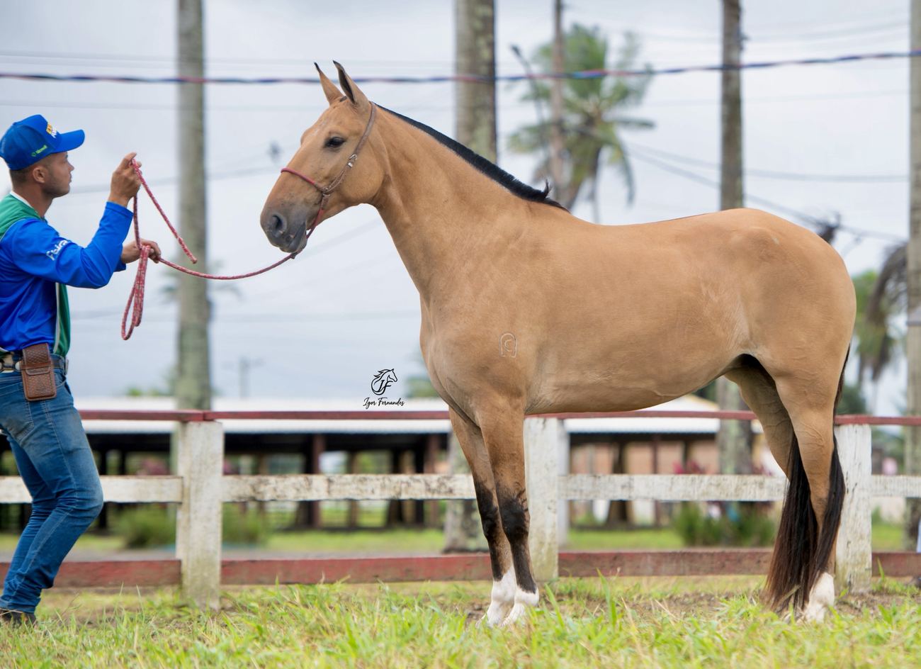 Odisséia de Vitória em pose de conformação na pista